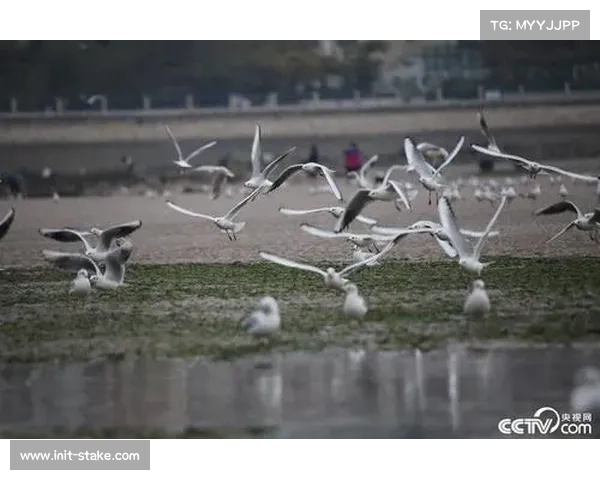青岛栈桥冬季公开水域游泳邀请赛开赛，近150名爱好者挑战寒潮